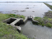 Apertura dell’acqua verso i campi delle risaie (24326 bytes)